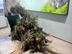 -野象谷景区