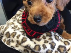 -1013 PET SHOP 宠物商店(近铁城市广场店)
