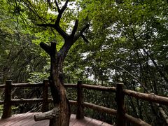 -塔云山