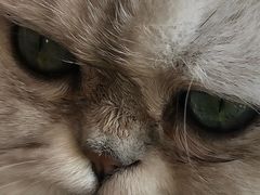 -猫的茶·猫咖
