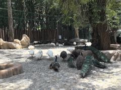 -西双版纳傣族园