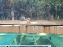 -清迈夜间动物园