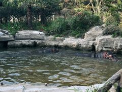-上海野生动物园