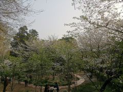 -武汉大学-樱园