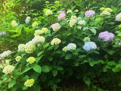 -花溪公园