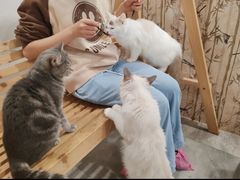 -楼上猫咖(罗湖店)