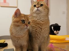 -有喵·猫咖·狗咖·30几只猫10只小狗(岗厦店)