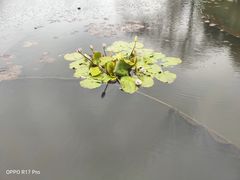 -西湖游船