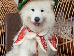 -星多哈·狗咖·拼豆·咖啡