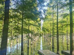 -泗洪洪泽湖湿地景区