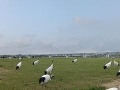 -盐城丹顶鹤湿地生态旅游区