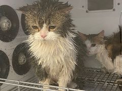 -comecome来吧宠物(奥克斯中心店)