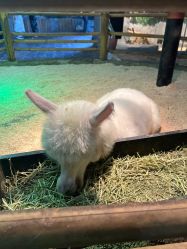 -Zoolung Zoolung动物主题公园(海信广场店)