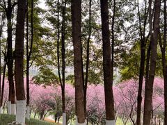 -龙头寺公园