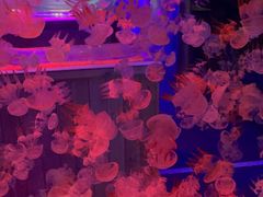 -太奥幻太奇海洋馆
