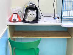 -天宠宠物医院24小时·急重症诊疗中心·全科·腔镜特色(和平分院)