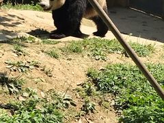 -都江堰中华大熊猫苑