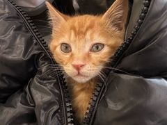 -纳吉亚猫专科动物医院博雅分院