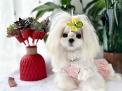 -鑫艺宠物美容培训学校