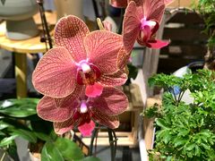 -弗劳尔花艺坊(龙涛店)