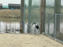-盐城丹顶鹤湿地生态旅游区