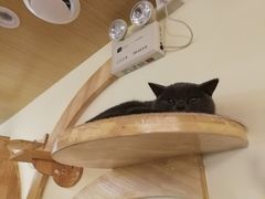 -猫和宫(六道口店)