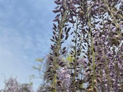 -嘉定紫藤园