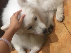 -more than meow吴止猫主题餐厅(承德 中船汇店)