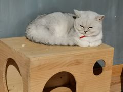-松果猫咖(桐乡吾悦金街店)