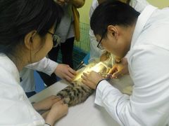 -佳怡动物医院·平价24小时·猫专科骨外科