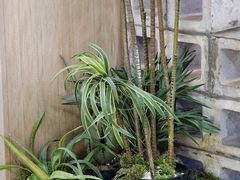 -熊大·鲜烤黄牛肉(五山店)