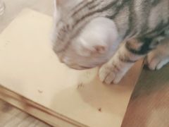 -共舞时光猫咖·狗咖(新街口店)