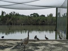 -盐城丹顶鹤湿地生态旅游区