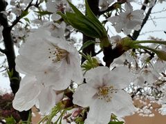-桃花岭景区