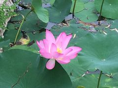 -武清南湖绿博园