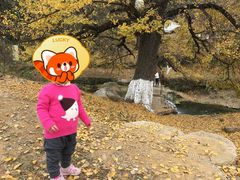 -千年银杏谷文化旅游区