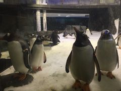 -悉尼海洋生物水族馆