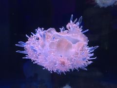 -芜湖新华联大白鲸海洋公园