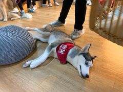 小甜甜-Husky Go! 哈士奇体验馆·宠物咖啡厅狗咖
