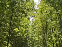 -大奇山国家森林公园