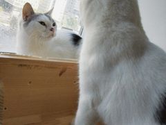 -Cappucimeow猫咪咖啡馆(韦伯时代店)