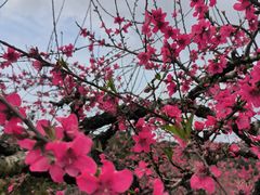 -象头山国家级自然保护区