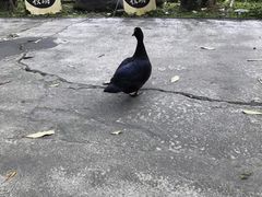 -瑞穗牧场