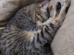 -创凡宠物医院·骨专科  猫科中心(西乡分院)