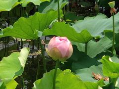 -荷塘月色湿地公园·向阳花洲