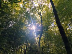 -青龙山国家森林公园