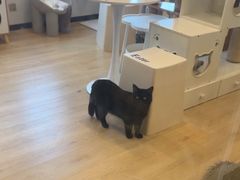 -有喵·猫咖·狗咖·30几只猫10只小狗(岗厦店)