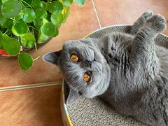 -美联众合宠物医院·爱萌分院·内外科·猫科中心