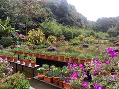 -深圳仙湖植物园