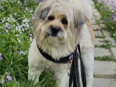 -北京恒爱动物医院(清景园分院)